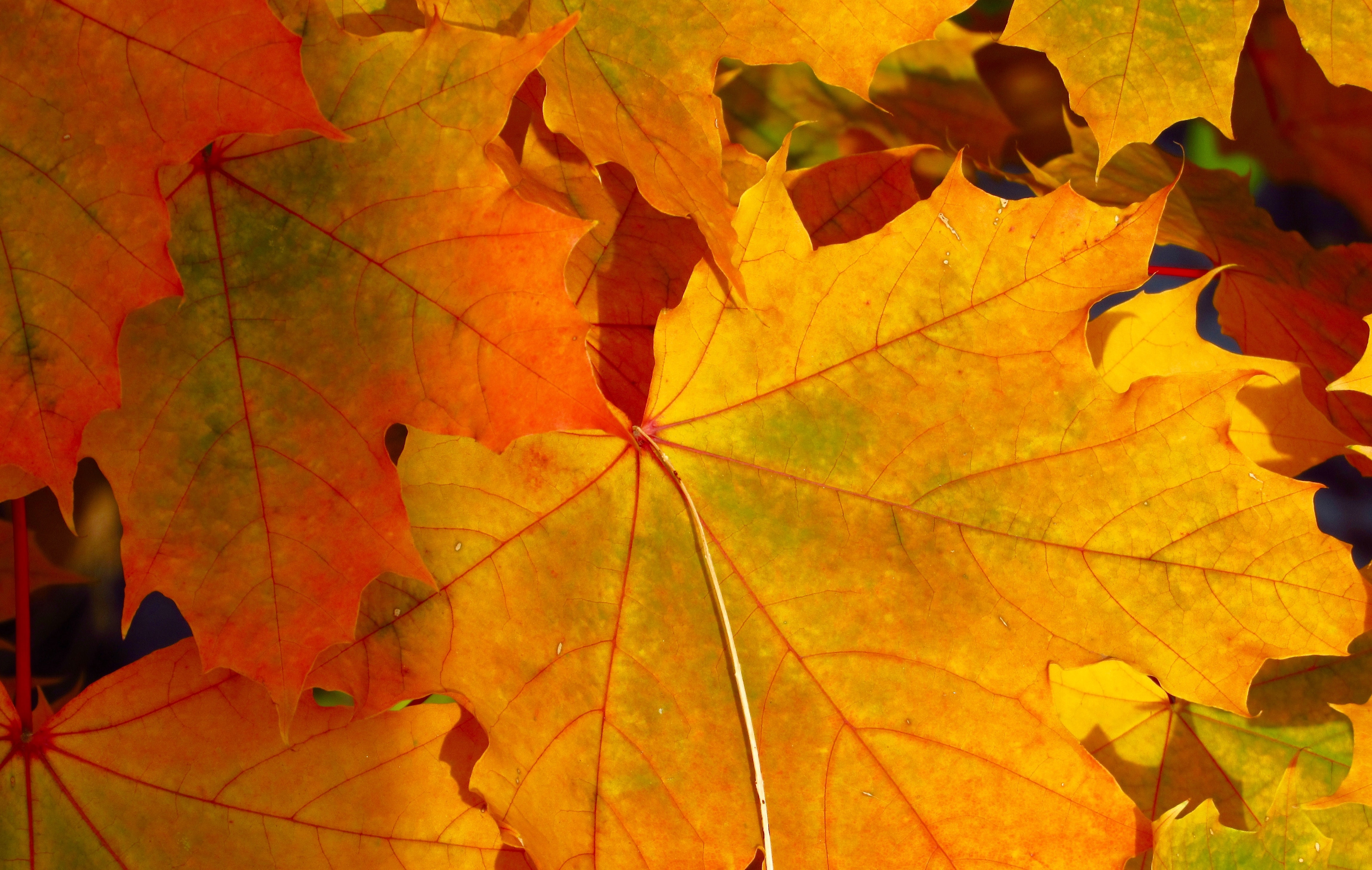 Fall