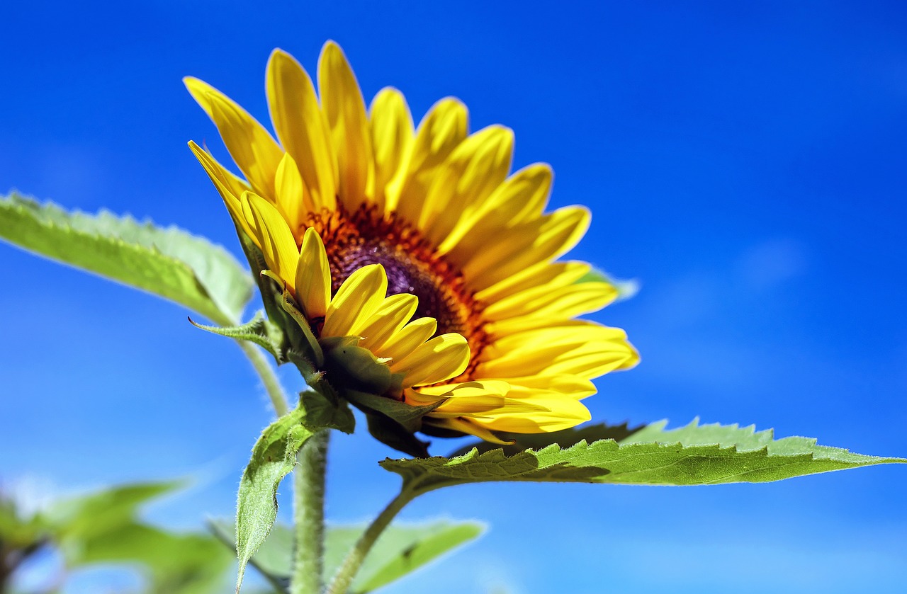 Sommer